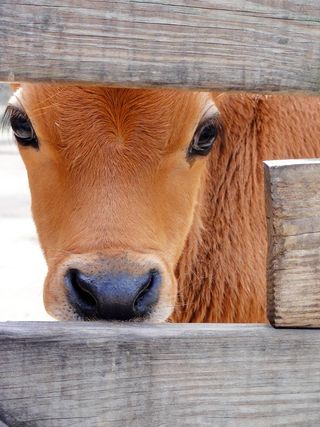 牛奶牛牧场牛奶草原原生态黄牛