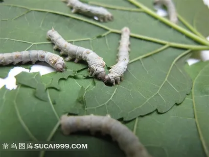 蚕高清图片