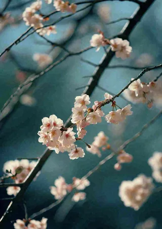 冬天浪漫白色花朵枝叶，冬季植物大雪小雪冬至新春摄影图