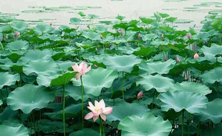 夏天荷塘荷花池荷叶绿色清新，夏至立夏大暑小暑摄影图