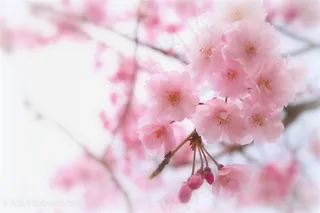 高清唯美樱花鲜花图片