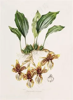 手绘高清兰花复古插画