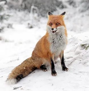 雪地里的狐狸动物高清图