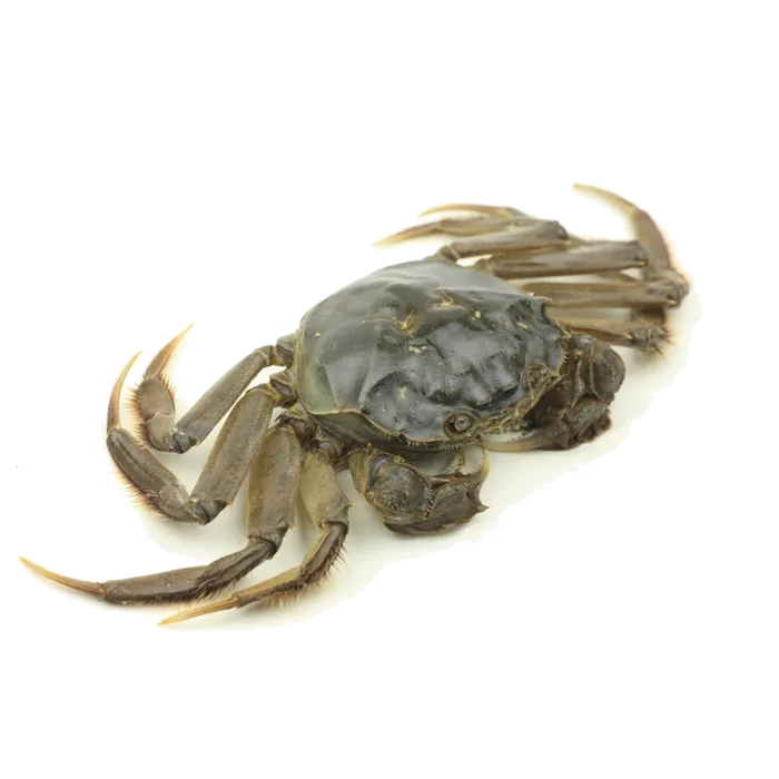 螃蟹(37)海鲜超市商品红酒白底图免抠实物摄影png格式图片透明底