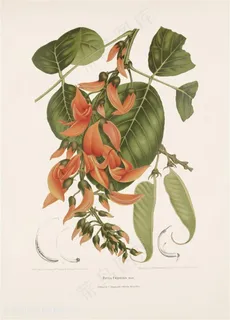 时尚高清花卉树叶树枝插画 时尚高清花卉树叶树枝插画