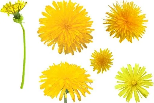 蒲公英免抠(2797x1869)