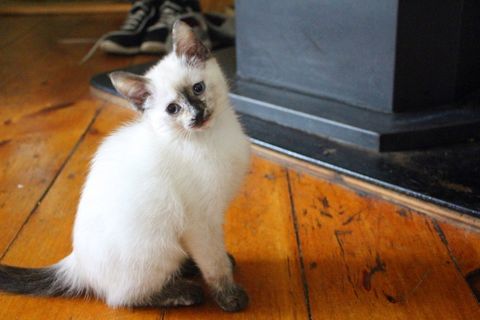 可爱白色宠物猫图片