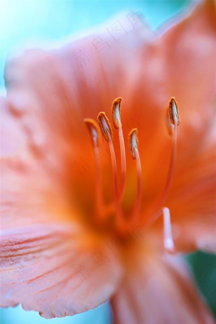 唯美花蕊鲜花图片