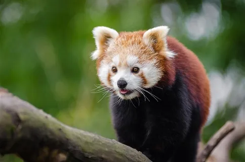 可爱的小熊猫素材图 可爱的小熊猫素材图