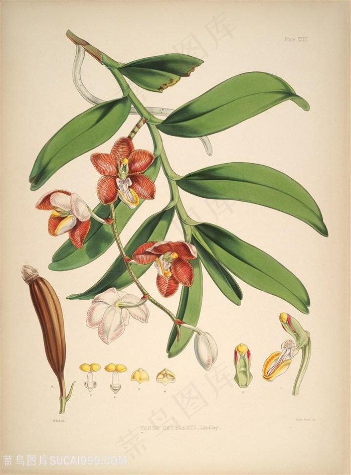 绿色花卉花枝树枝水彩插画