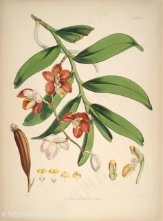 绿色花卉花枝树枝水彩插画