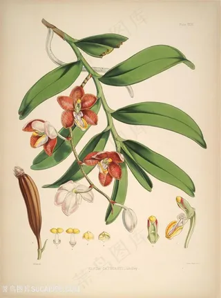 绿色花卉花枝树枝水彩插画