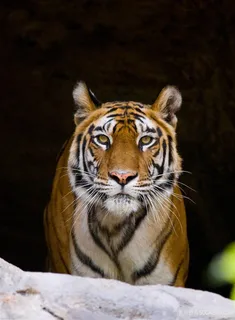 老虎头像图片 老虎头像图片