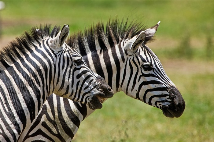 斑马陆地动物图片