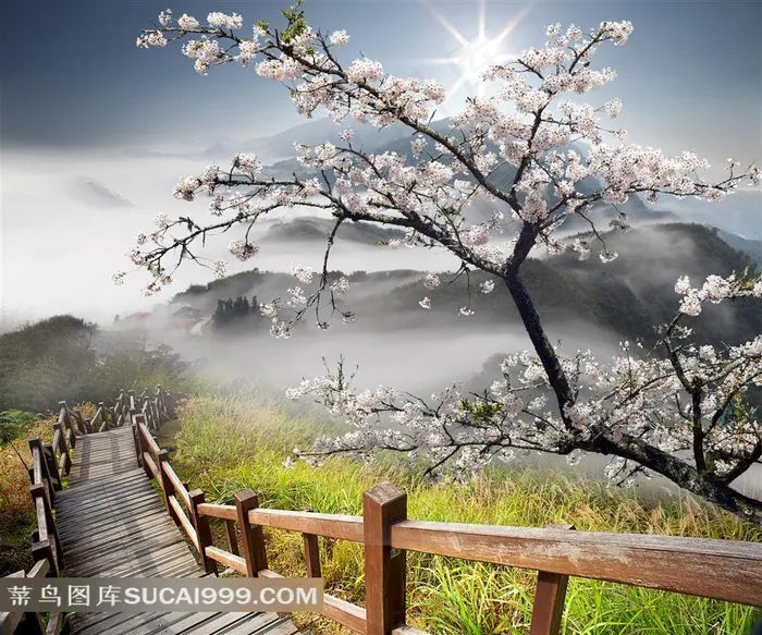 山庄梅花唯美风景高清图片