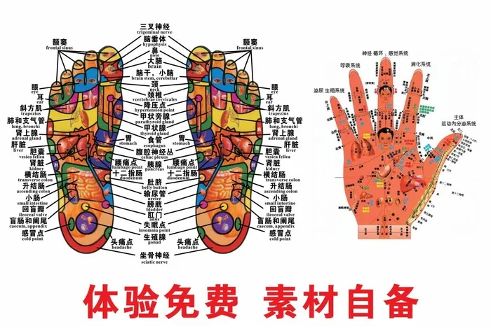 养生店手足穴位图cdr矢量模版下载