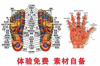 养生店手足穴位图