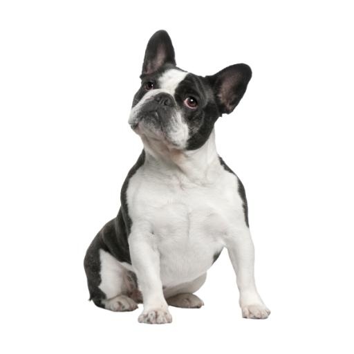斗牛犬 PNG免抠(600x600)