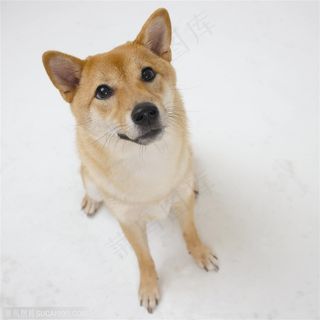 中型犬-抬头的尖嘴犬中华田园犬