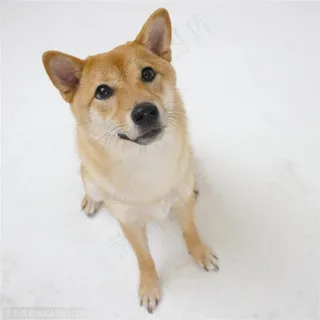 中型犬-抬头的尖嘴犬中华田园犬