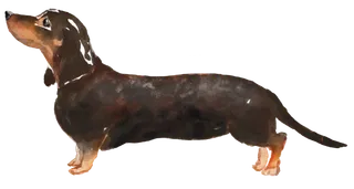 狗狗水彩画插画免扣素材可爱宠物狗