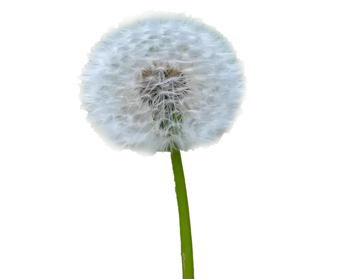 蒲公英免抠图