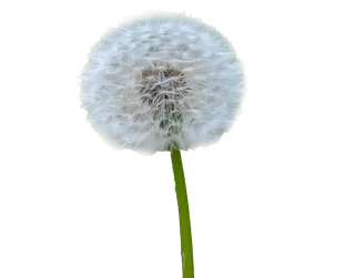 蒲公英免抠图