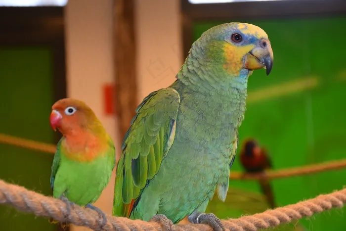 宠物鸟鹦鹉图片