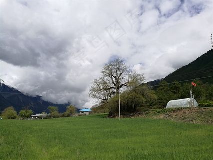 怀念波密的树儿