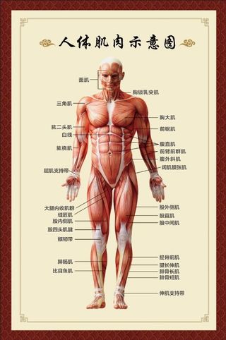 人体肌肉示意图
