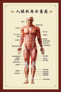 人体肌肉示意图 人体肌肉示意图