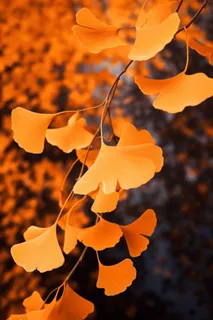 简约风摄影秋叶金黄色背景