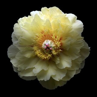 超高清唯美黄牡丹鲜花图片素材