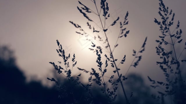 花朵, 植物, 日出, 日落, 太阳, 天空, 早晨, 阳光