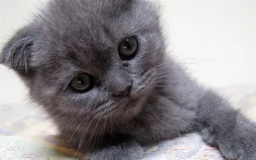 一只趴在花毯子上的小灰猫