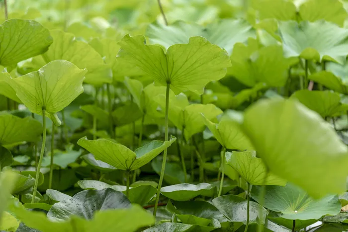 夏季荷叶绿色