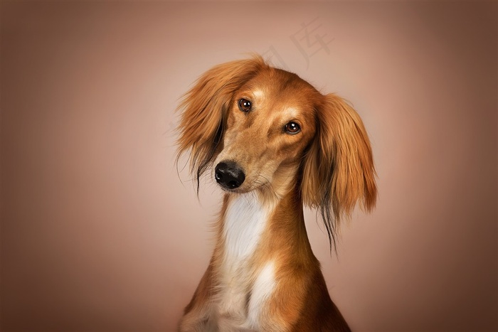 高清牧羊犬狗狗摄影图片