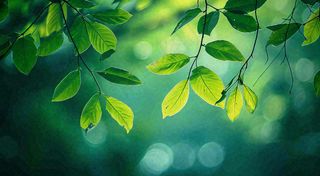 绿色树叶意境模糊光照叶子，春天夏日，春分立夏摄影图