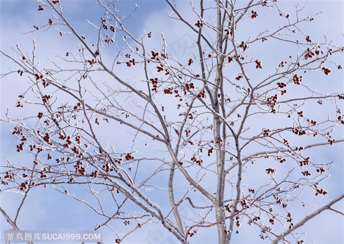 冰天雪地-树林的一颗结满果子的树上挂着雪花