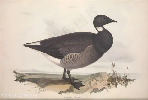 欧洲鸟高清彩绘挂画装饰画 欧洲鸟高清彩绘挂画装饰画