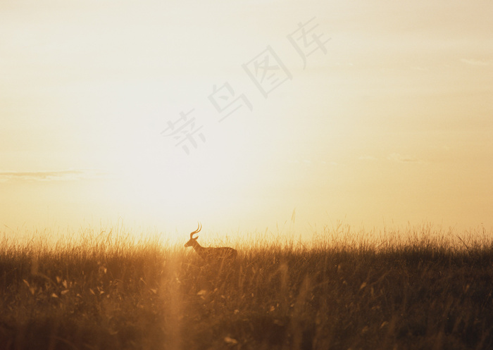 爬行动物 99
