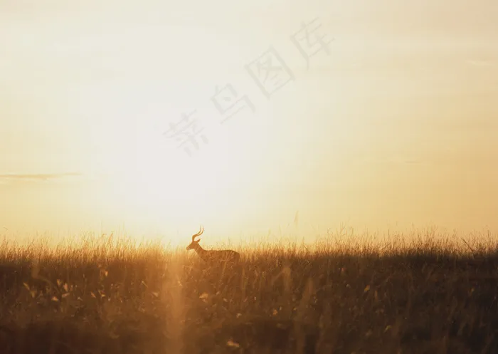 爬行动物 99
