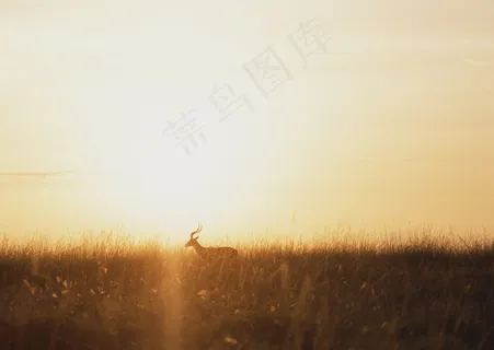 爬行动物 99 爬行动物 99
