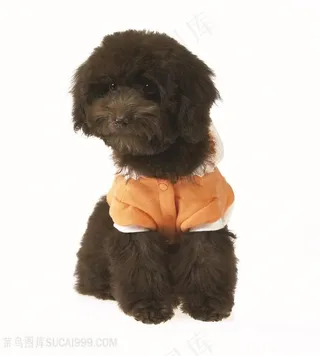 高清穿衣服的可爱泰迪狗狗图片