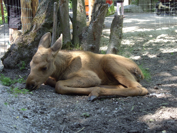 鹿野生梅花鹿动物园设计素材