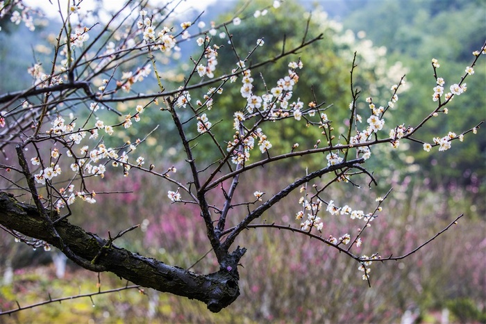 梅花图片素材