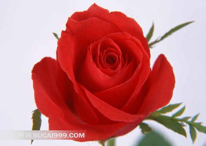 红色玫瑰高清图