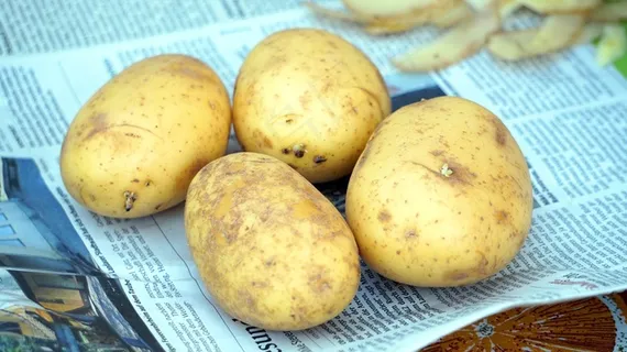 新鲜生土豆图片 新鲜生土豆图片