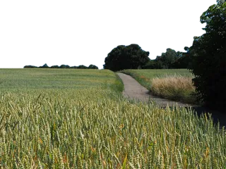 现代农业小麦田