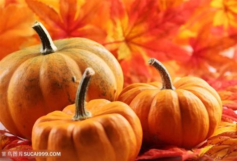 食物南瓜图片